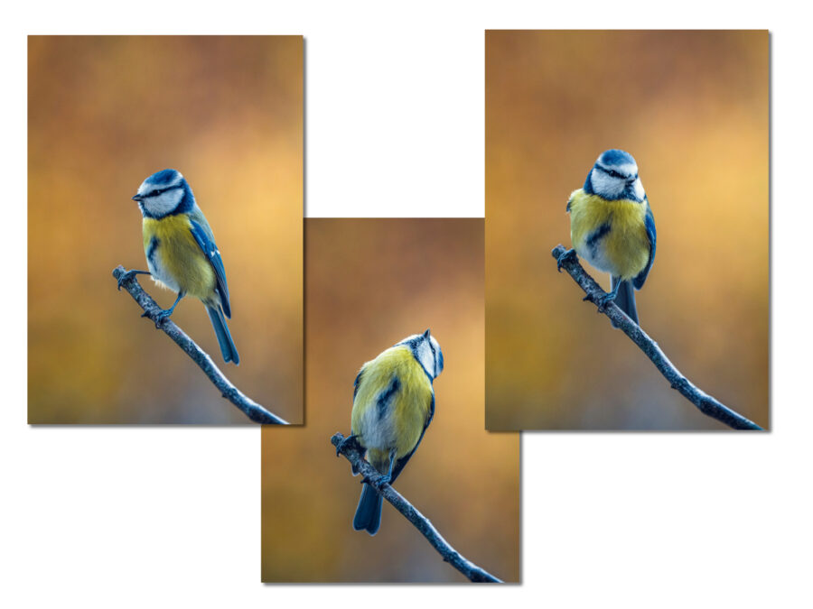 triptyque mésange bleue