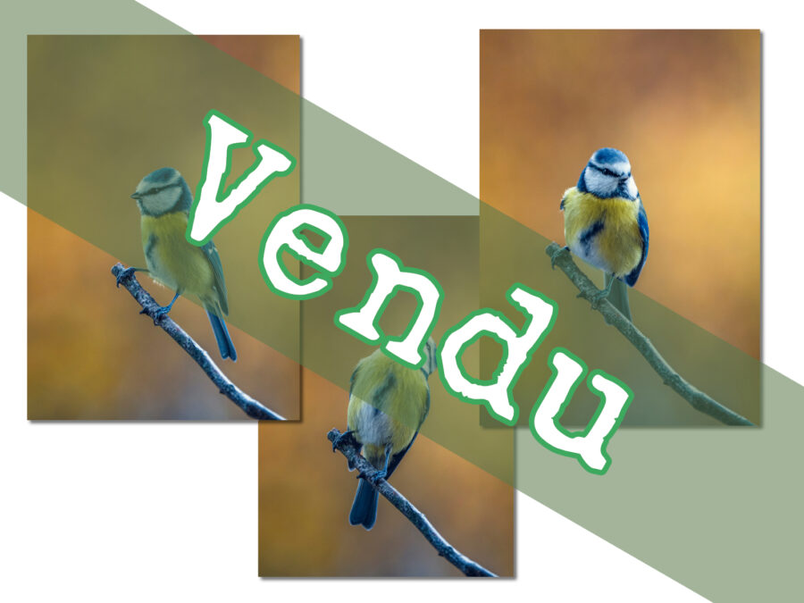 triptyque mésange bleue